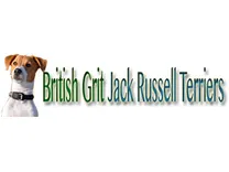 British Grit Jack Russell Terriers