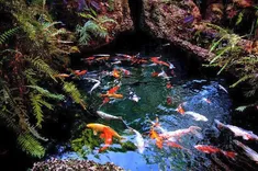 Redland Koi & Pond Co.