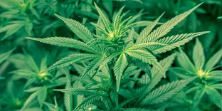 FindDankWeed- Dispensary