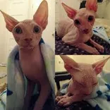 Purrxotics