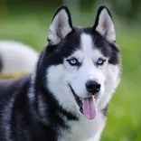 Huskies Remodeling LLC