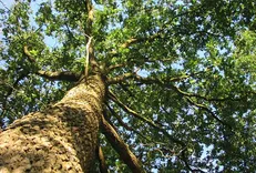 Tree Service Coquitlaam Inc.