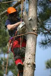 Scullion Tree Care Ltd