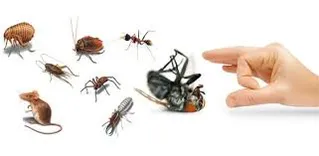 Pest Control Waterloo
