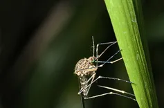 Pest Control Ballarat