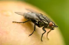 Pest Control Dee Why