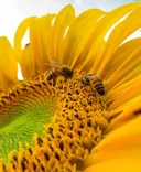 Affordable bee removal