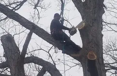 Owensboro Tree Service
