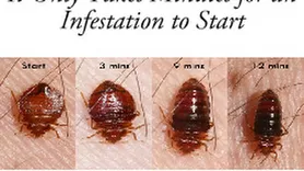 NJ Pest Control - Affordable Bed Bug Removal
