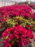 Casa Verde Farms, Inc.