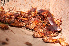 Ace Cockroach Control Brisbane