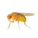 Fly Control Brisbane