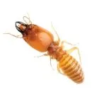 Termite Control Brisbane
