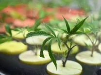 Flora Terra