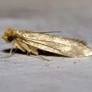 Moth Control Brisbane