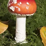 Penis Envy magic mushroom