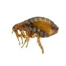 Ace Flea Treatment Brisbane