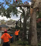 Tree Service Ajax Inc.