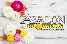 Avalon Best Wholesale Flowers