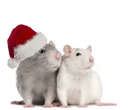 Rodent Control Perth