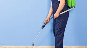 Pest Control Brisbane