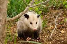 Possum Removal Canberra
