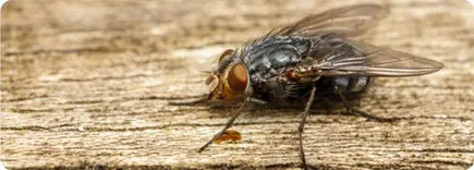 Flies Control Melbourne