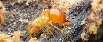 Termite Control Toowoomba