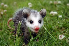 Possum Removal Sydney
