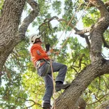 Tree Removal Melbourne