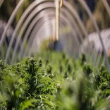 buy weed online Australia