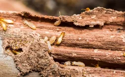 Sarasota Pest Control Solutions