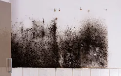 Grand Rapids Mold Experts