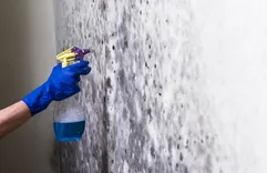 Chesterfield Mold Removal Solutions