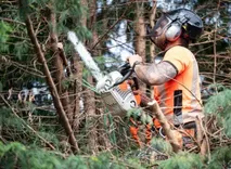 Croydon Tree Surgeons