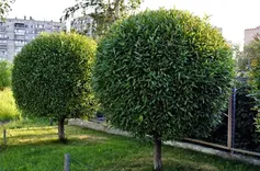 Lexington Tree Service Pros