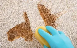 Spark Rug Cleaning Brisbane