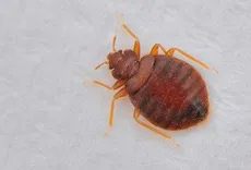 Bed Bug Control Perth
