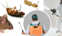 Local Pest Control Coorparoo