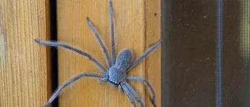 Spider Control Brisbane