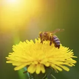 Bee Control Adelaide