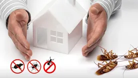 Flea Control Brisbane
