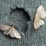Moth Control Brisbane