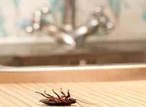 Cockroach Control Brisbane