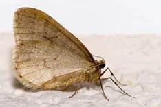 Moth Control Melbourne