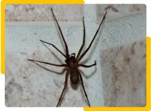 Spider Control Adelaide