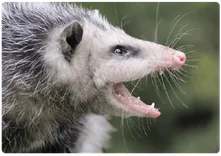 Possum Removal Brisbane