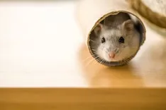 Rodent Control Brisbane