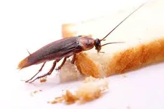 Pest Control Ashgrove