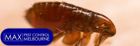 Flea Control Melbourne